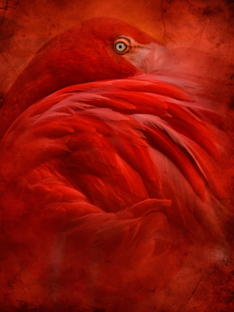 Vibrant Crimson Flamingo by Jeffrey Hummel — canvas wall art