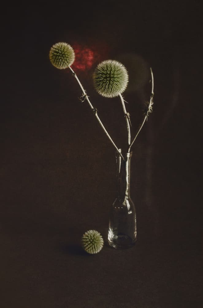 Dried Thistles In Vase by Desislava Ignatova — canvas wall art