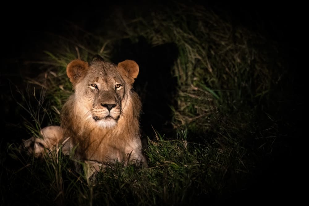 Regal Night Lion by Massimo Felici — canvas wall art