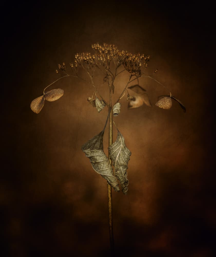 Dried Botanical Still Life by Takashi Suzuki — canvas wall art