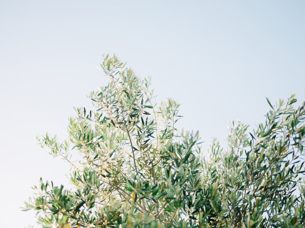 Olives In Ostuni | Italy Travel Photography by Raisa Zwart — canvas wall art