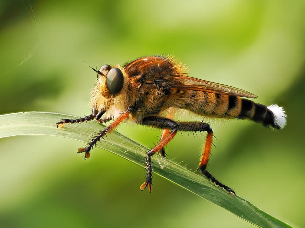 Robber Fly Close Up by Takiko Hirai — canvas wall art