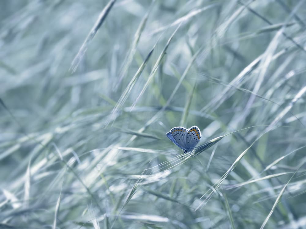 Tranquil Blue Butterfly by Michel Manzoni — canvas wall art