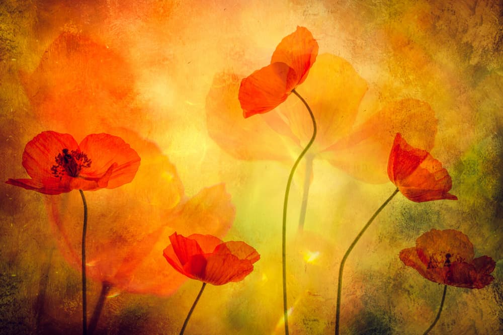 Glowing Poppies Dream by Hilda van der Lee — canvas wall art