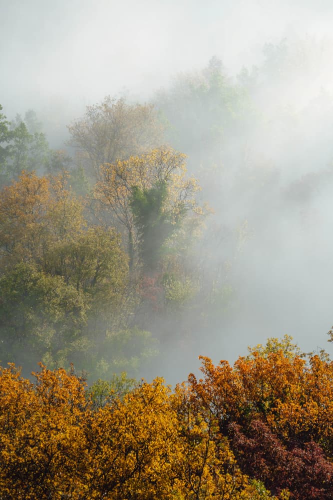 Autumn Morning Mist by Josip Milićević — canvas wall art
