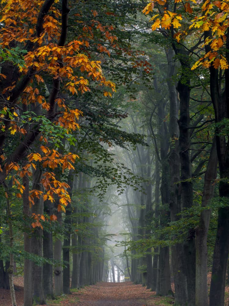 Misty Autumn Path by Henk Goossens — canvas wall art