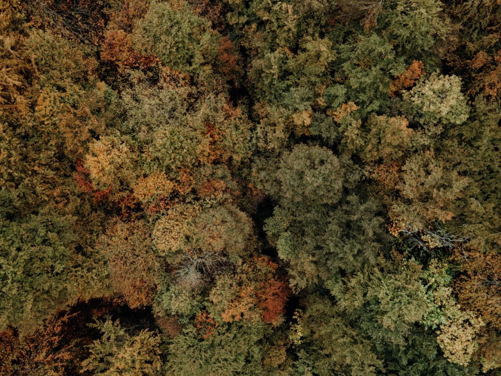 Autumn Forest Canopy by Javier Pardina — canvas wall art