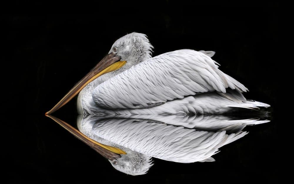 Serene Pelican Reflection by Huib Limberg — canvas wall art