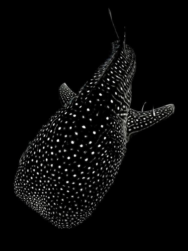 Gentle Ocean Giant by Serge Melesan — canvas wall art