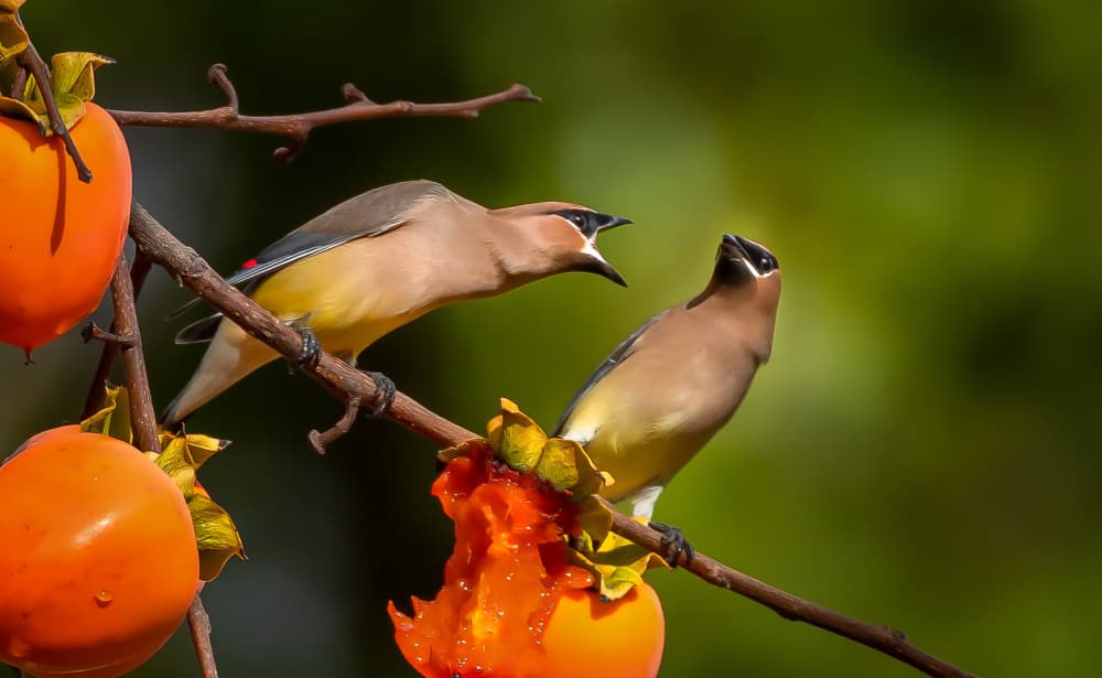 Waxwings Sharing Persimmon by Johnson Huang — canvas wall art