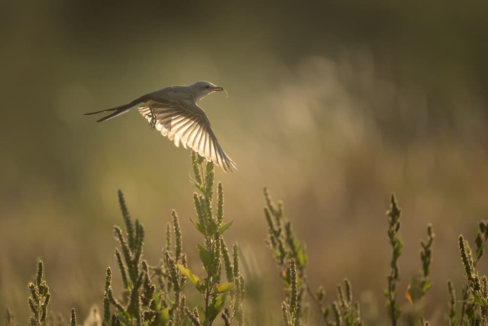 Golden Hour Flight by Sheila Xu — canvas wall art