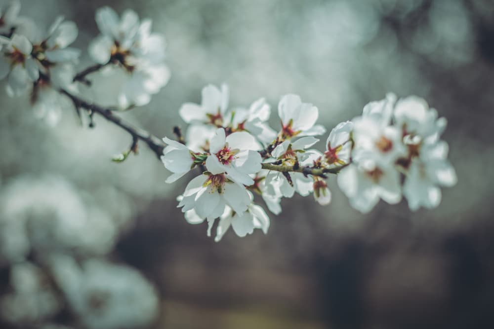 White Spring Blossoms by Tim Mossholder — canvas wall art
