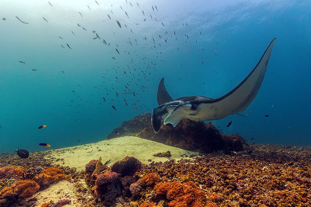 Giant Manta Gliding by Mato P. — canvas wall art