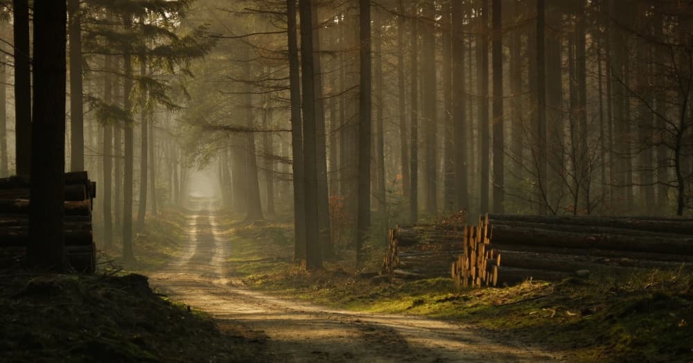 Misty Forest Path