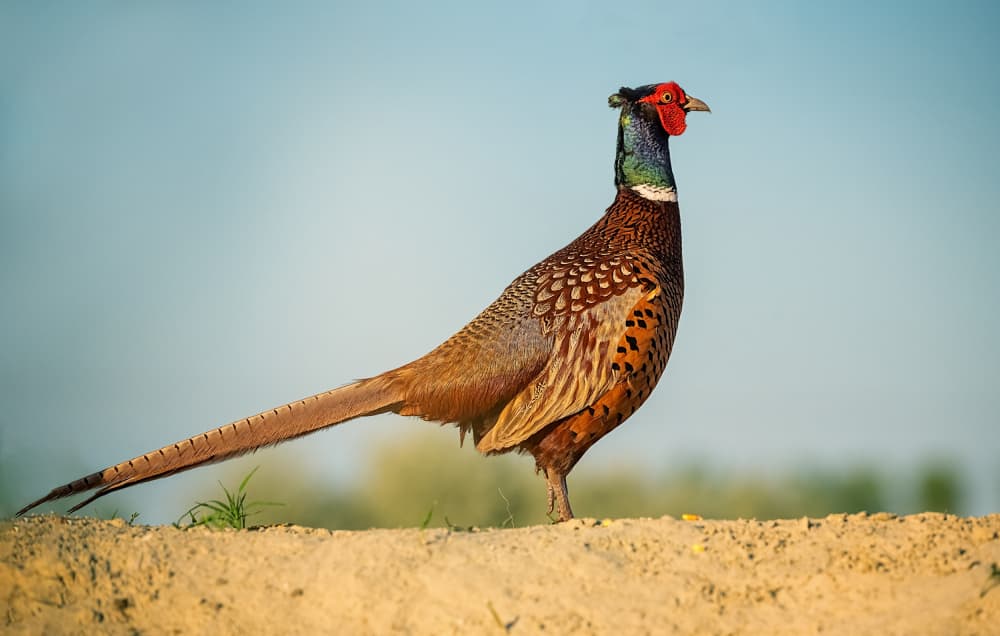 Majestic Ringneck Pheasant by Siyu_Wei APA — canvas wall art