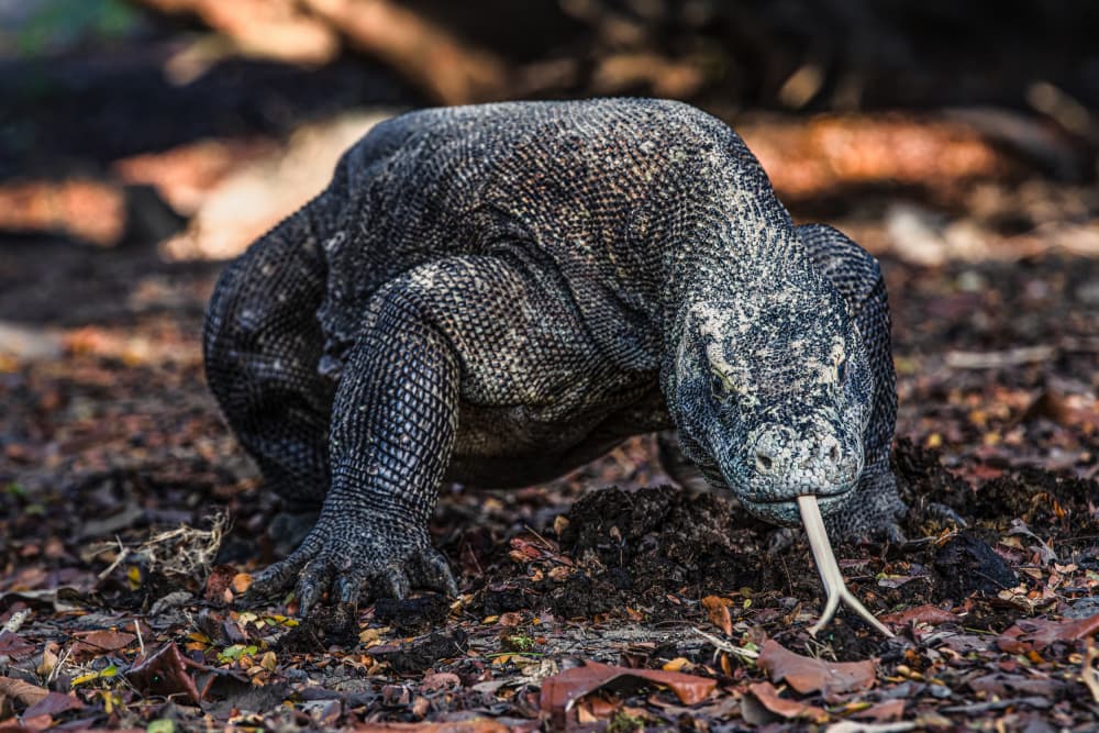 Komodo's Keen Senses by Marco Tagliarino — canvas wall art