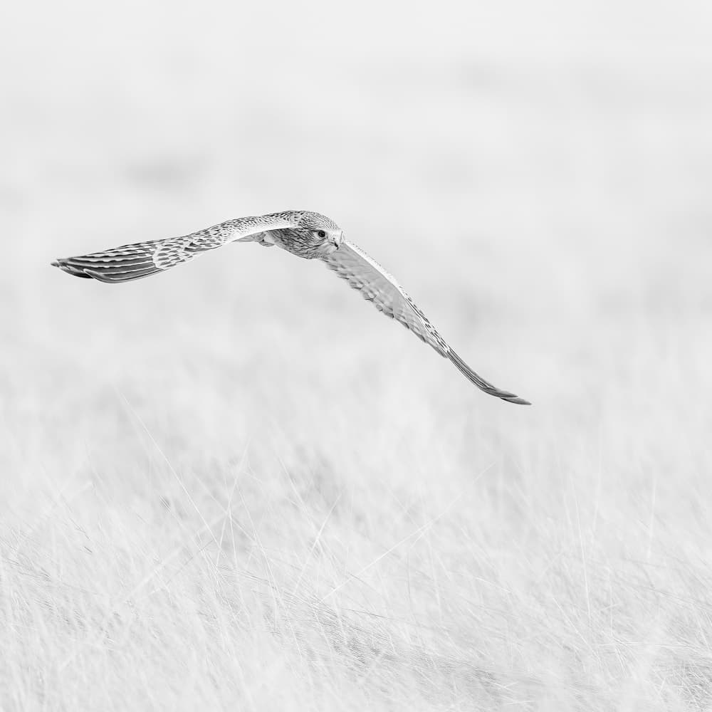 Soaring Grey Hawk by Peter Schoeman — canvas wall art