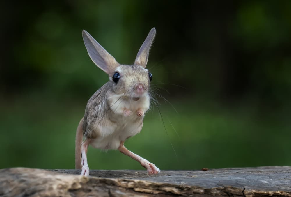 Curious Desert Jerboa by Mieke Suharini — canvas wall art