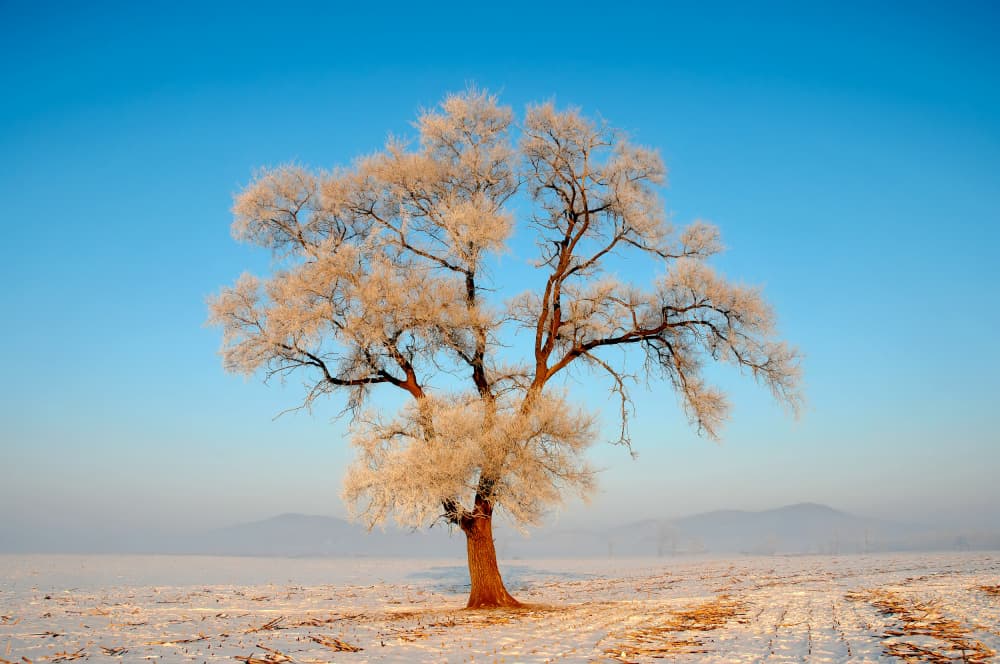 Frosted Tree Dawn by Ivy Deng — canvas wall art