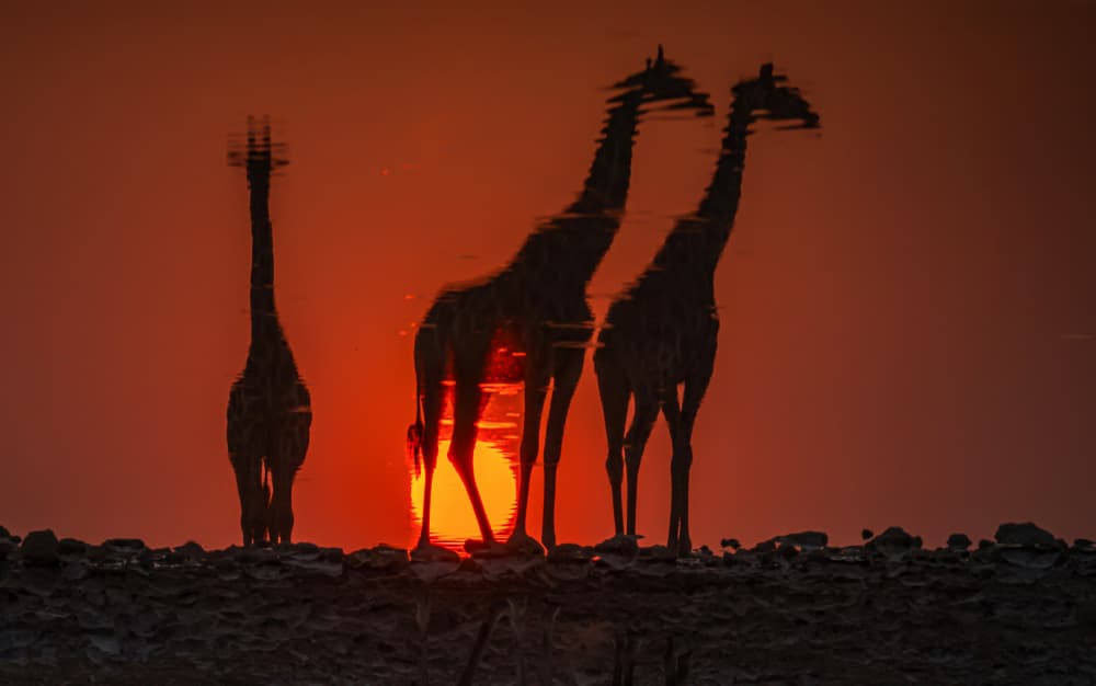 African Sunset Giraffes by Isam Telhami — canvas wall art
