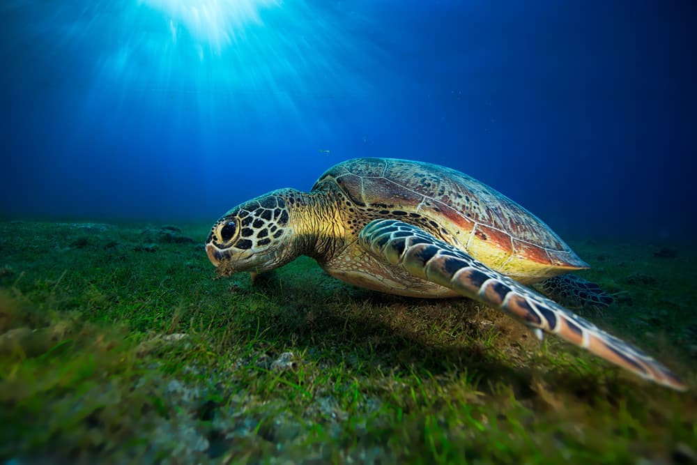 Sea Turtle Sun Rays by Barathieu Gabriel — canvas wall art