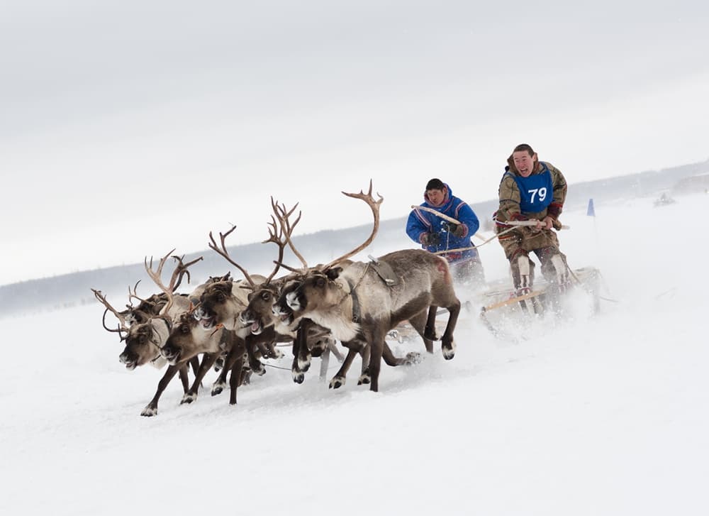 Reindeer Sled Race by Andrey Snegirev — canvas wall art