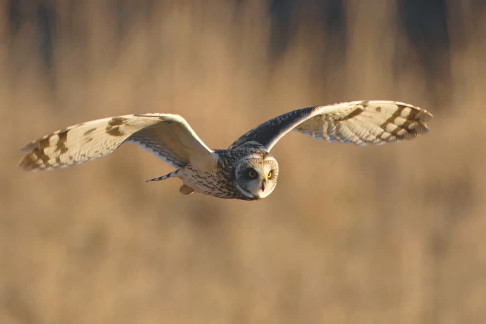 Flying Short-Eared Owl by Gavin Lam — canvas wall art