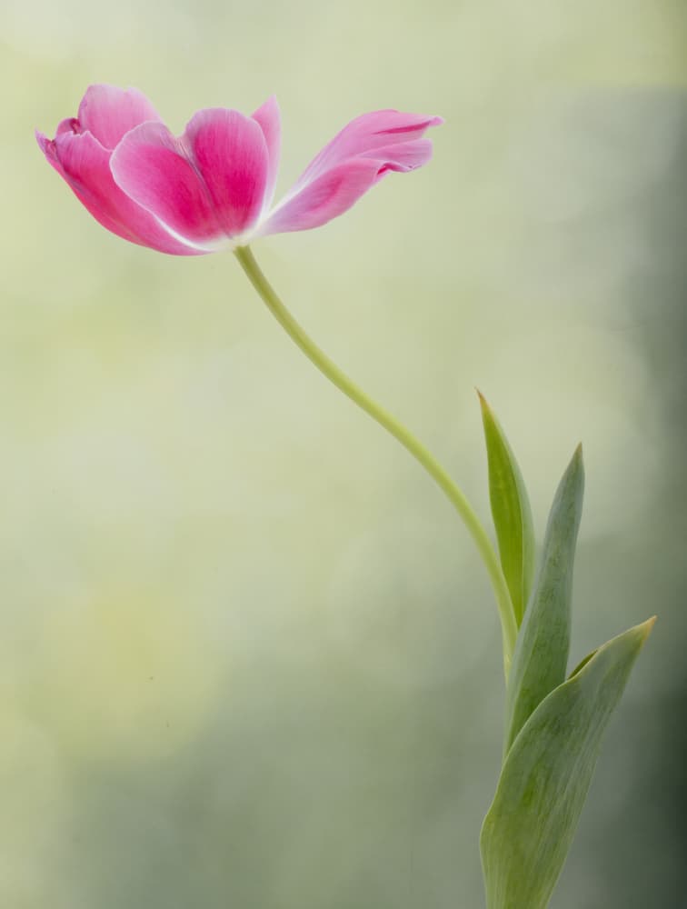 Soft Pink Tulip by Linda D Lester — canvas wall art