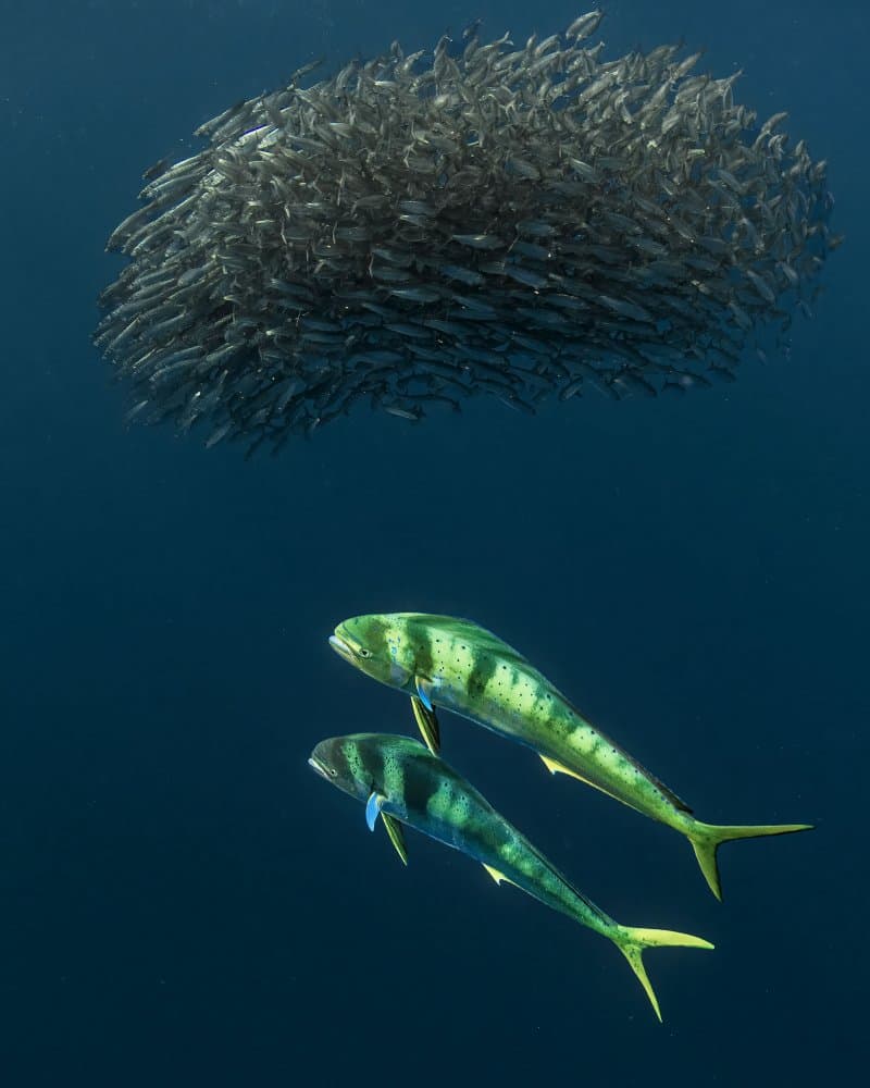 Underwater Predator Hunt by Jennifer Lu — canvas wall art