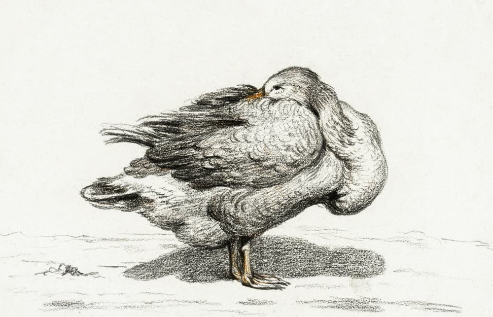 Goose (1816)
