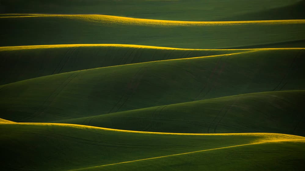 Golden Rolling Hills by Fion Wong — canvas wall art