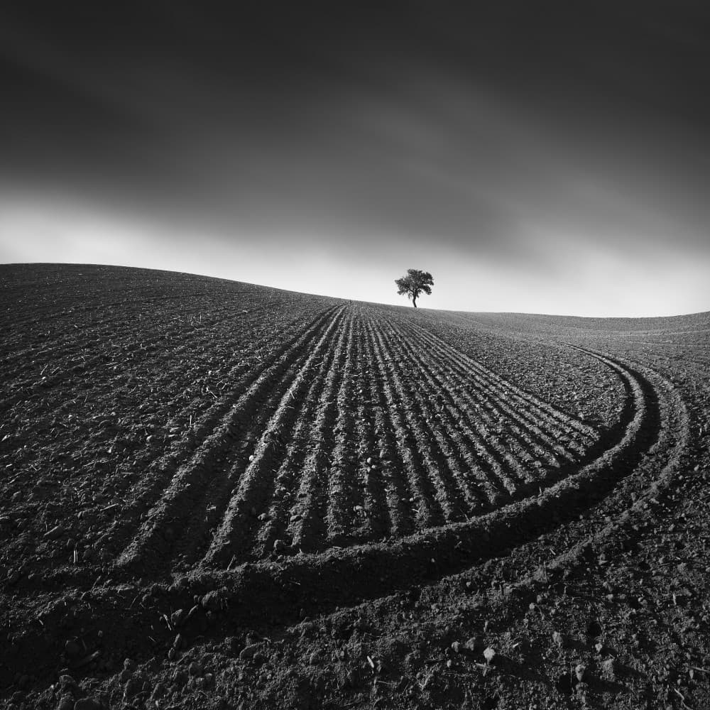 Solitary Field Tree by Tomas Tison — canvas wall art