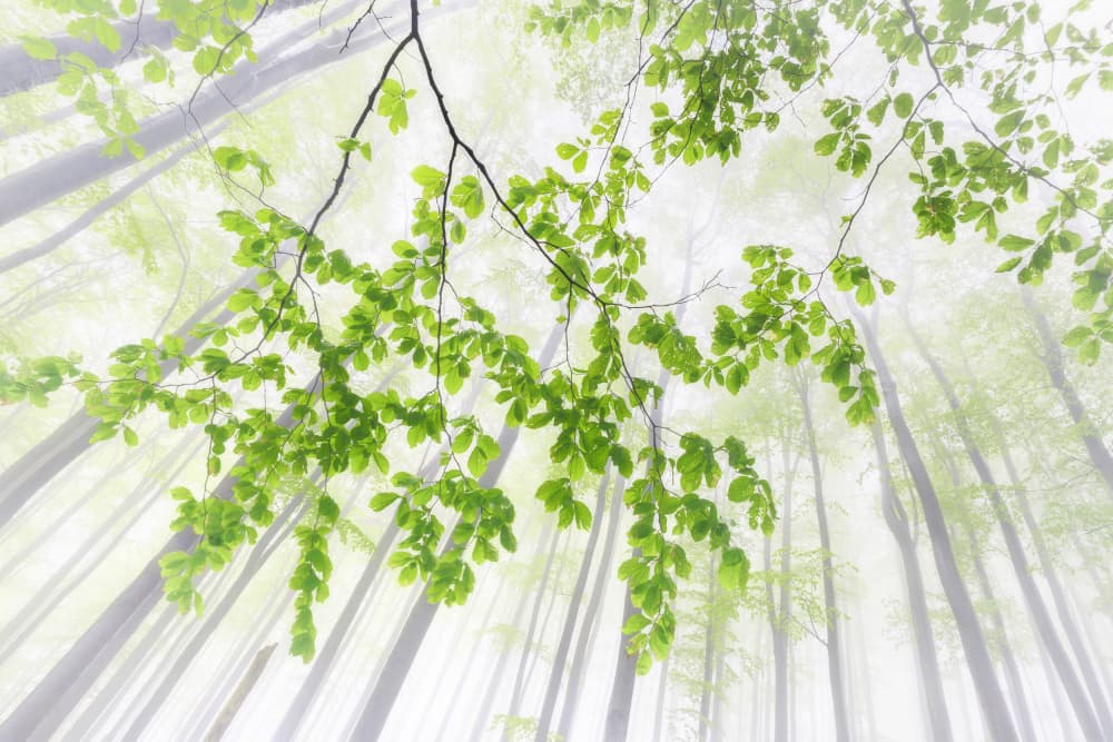 Misty Green Forest Canopy by Tom Pavlasek — canvas wall art