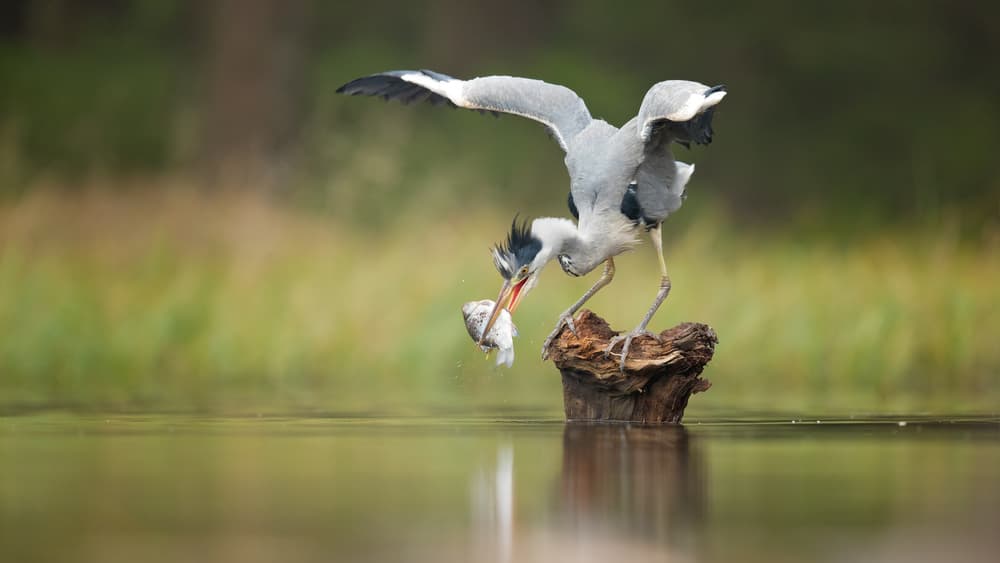 Grey Heron's Catch by Milan Zygmunt — canvas wall art