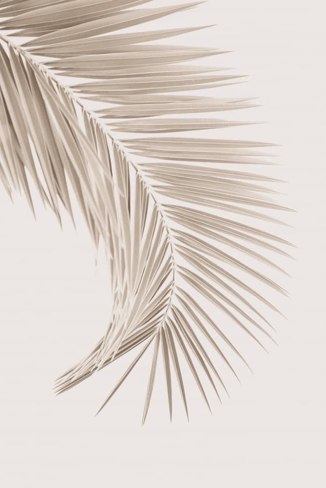 Tan Leaf by Kathrin Pienaar — canvas wall art