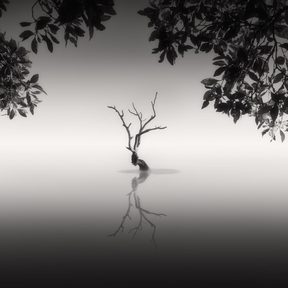 Solitary Tree Reflection by Steven Fudge — canvas wall art
