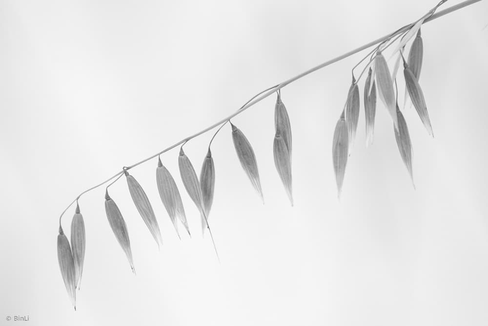 Serene Oat Stalk by Ben Li — canvas wall art