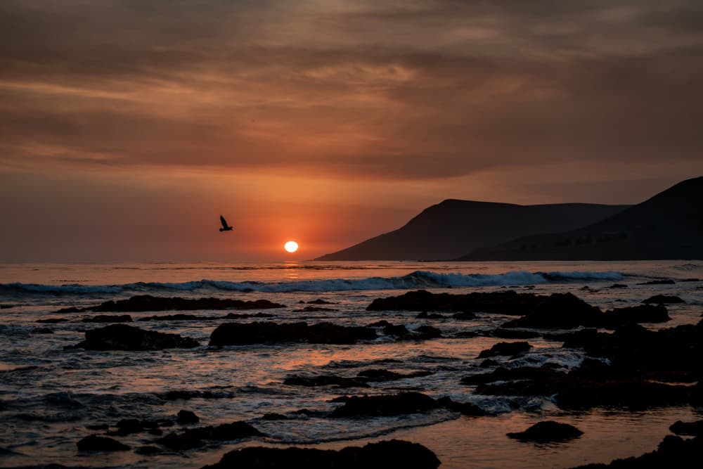 Ocean Sunset Flight by Tim Mossholder — canvas wall art