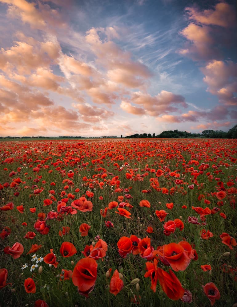 Poppy Field Sunset by Christian Lindsten — canvas wall art