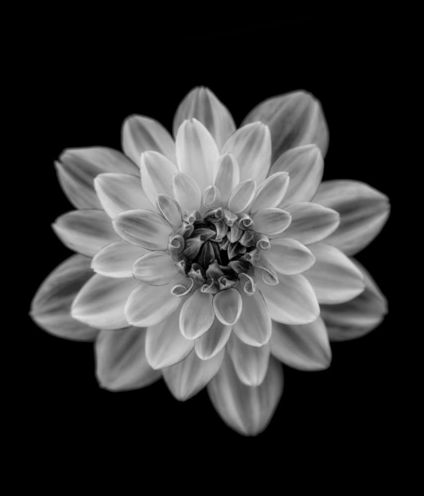 Delicate Monochrome Dahlia by Lotte Grønkjær — canvas wall art