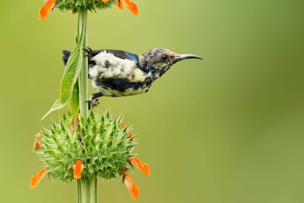 Sunbird on Orange Bloom by Milan Zygmunt — canvas wall art
