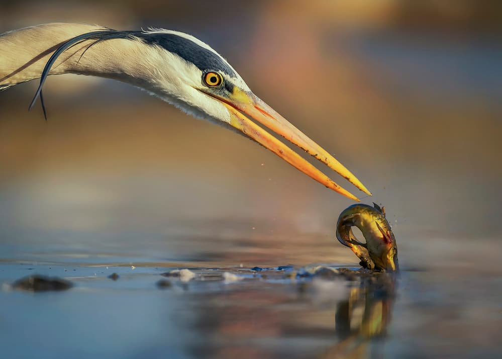 Heron's Golden Catch by Annie Poreider — canvas wall art