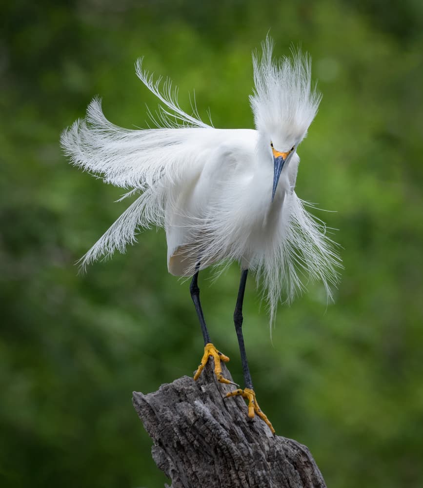 Elegant Egret Display by Liwen Tao — canvas wall art