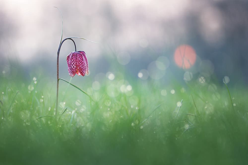 Ethereal Fritillary Bloom by Sebastien Blomme — canvas wall art