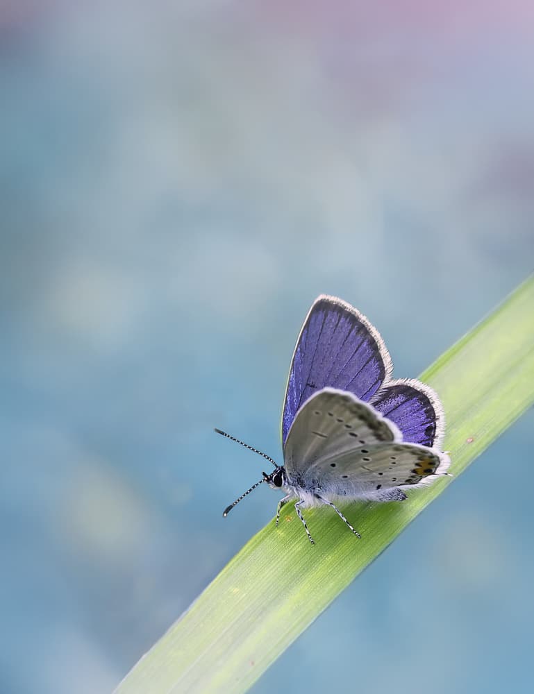 Delicate Purple Butterfly by Fabrizio Daminelli — canvas wall art