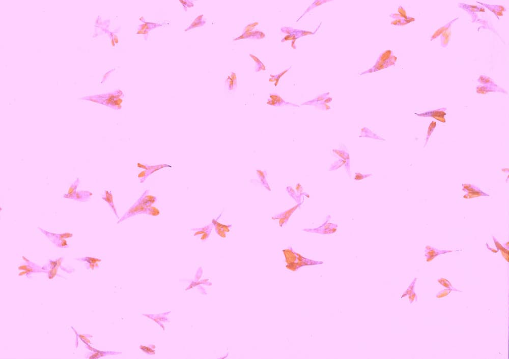 Floating Pink Petals by Santhosh ch — canvas wall art
