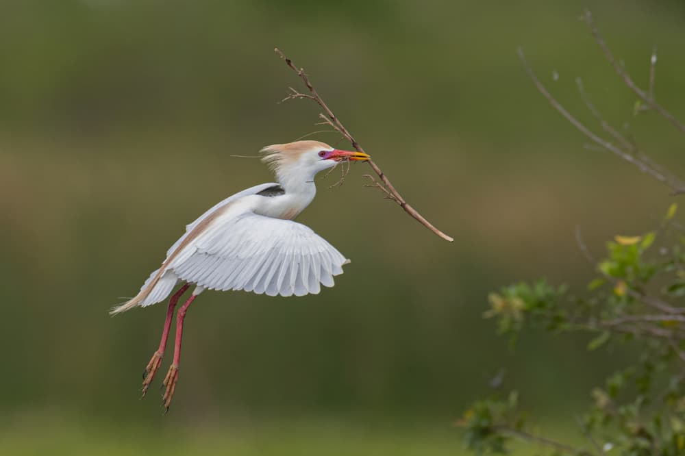 Nesting Egret in Flight by Max Wang — canvas wall art