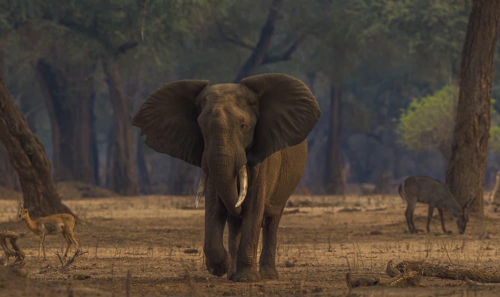 African Elephant Stroll by Jannes Drotsky — canvas wall art