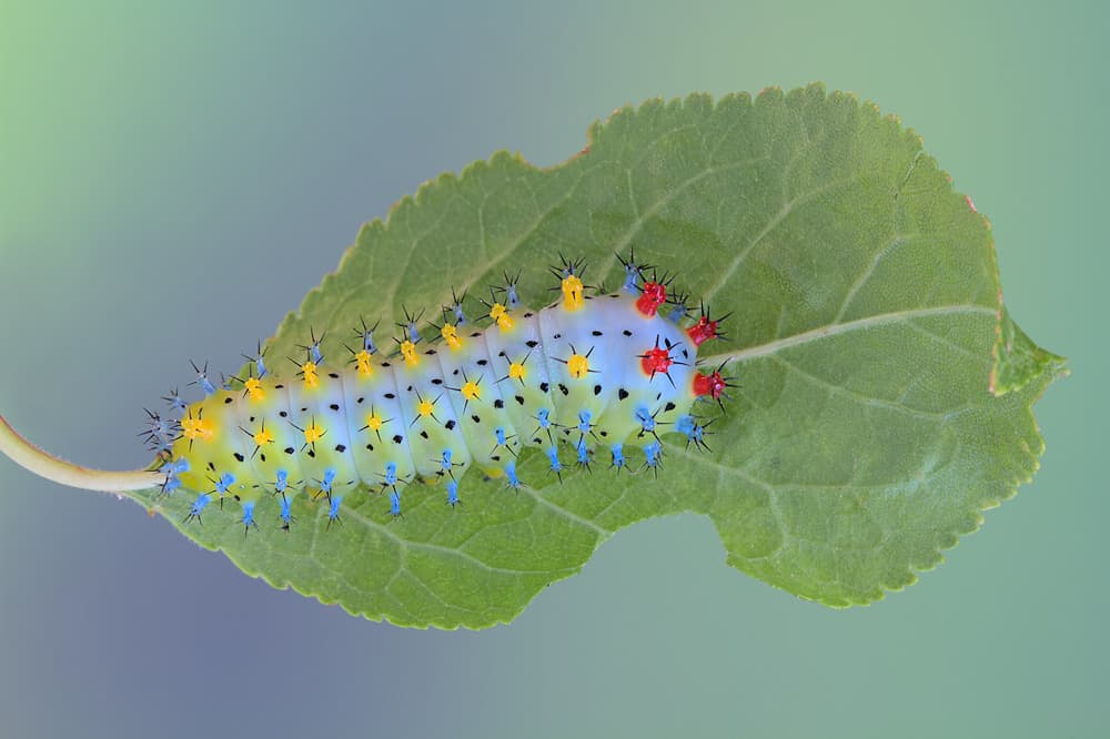 Colorful Spiky Caterpillar by Jimmy Hoffman — canvas wall art