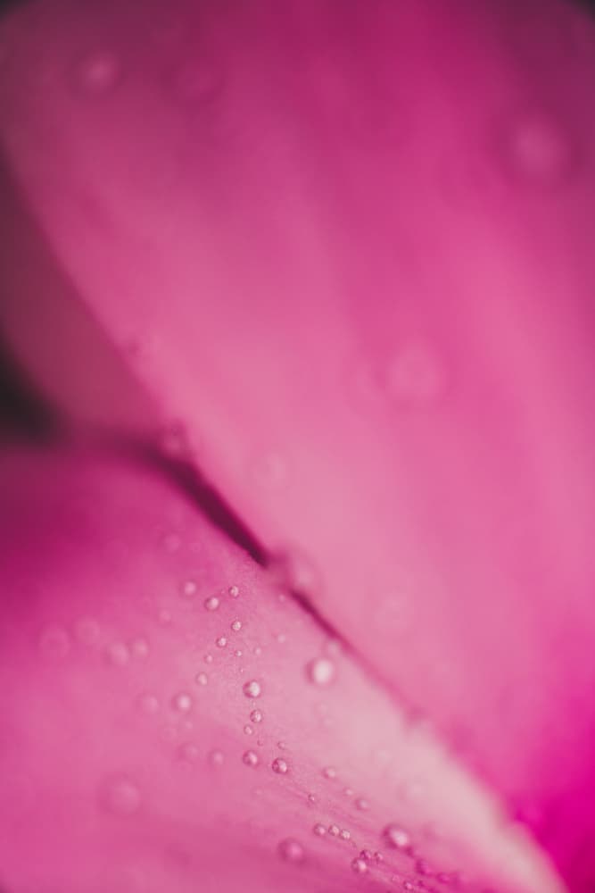 Pink Petal Drops by Javier Pardina — canvas wall art